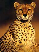 leopard_3