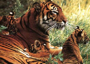 Tiger Family