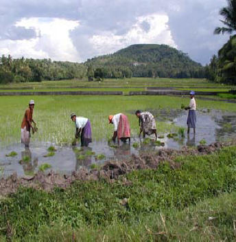 the process of manufacturing tea