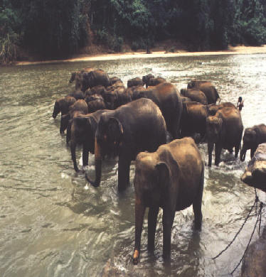 Elephants